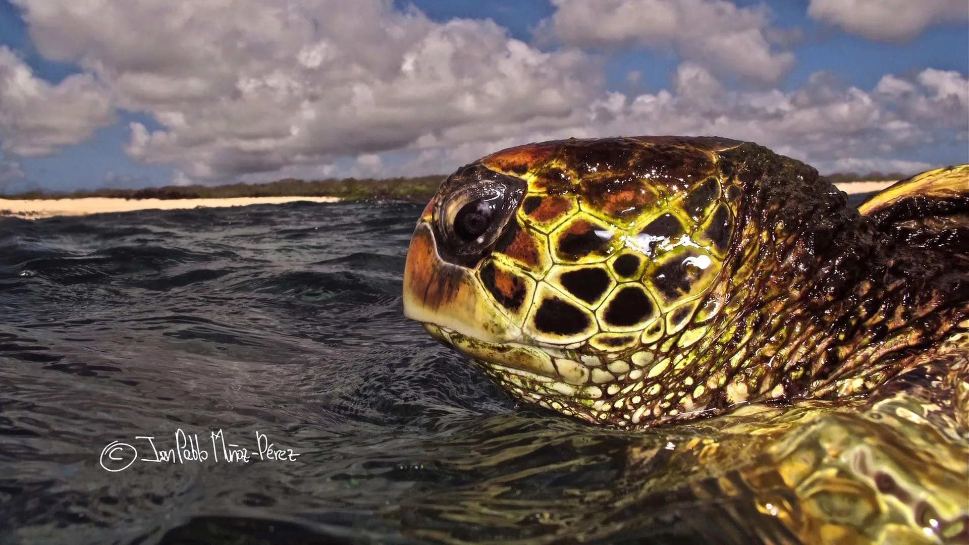 The Homebodies of the Pacific: Challenging the Migration Dogma of Galápagos Green Sea Turtles