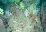 The Lazarus Reef: How Modern Technology Unveiled a Hidden Coral Kingdom off Benin’s Coast