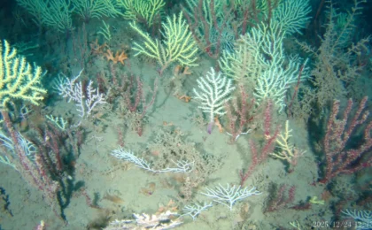 The Lazarus Reef: How Modern Technology Unveiled a Hidden Coral Kingdom off Benin’s Coast