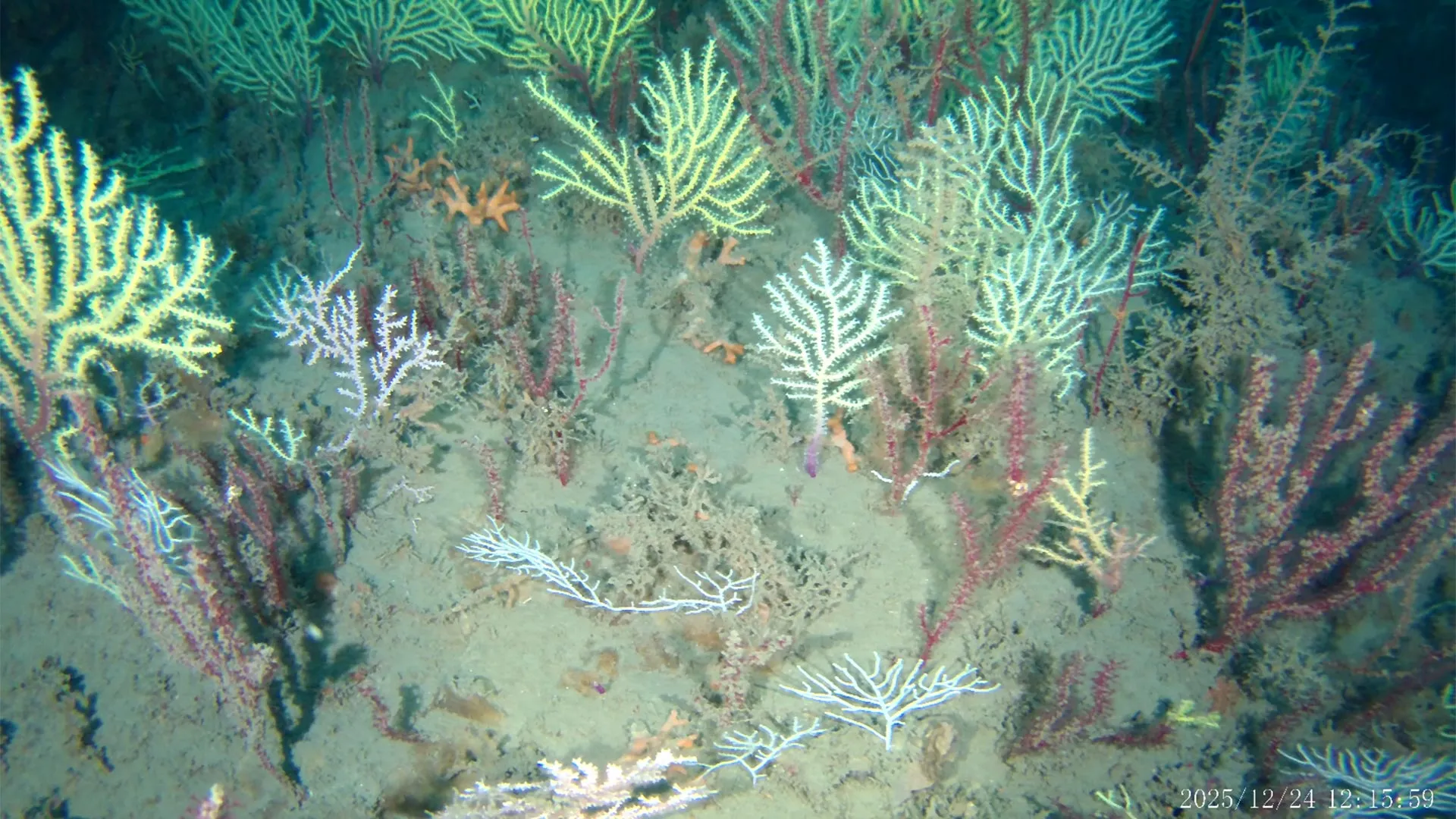 The Lazarus Reef: How Modern Technology Unveiled a Hidden Coral Kingdom off Benin’s Coast