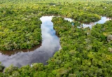 The Leaky Pot: Why Protecting Standing Forests is the Amazon’s Most Urgent Climate Strategy