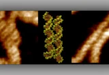 The Molecular Handshake: Scientists Unveil How DNA Overcomes Electrical Repulsion to Pair