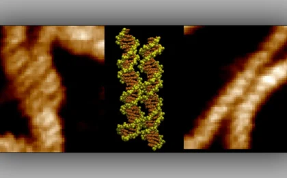 The Molecular Handshake: Scientists Unveil How DNA Overcomes Electrical Repulsion to Pair