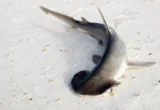 The Mystery of the Shovel: New Research Challenges Long-Held Assumptions About Bonnethead Shark Evolution