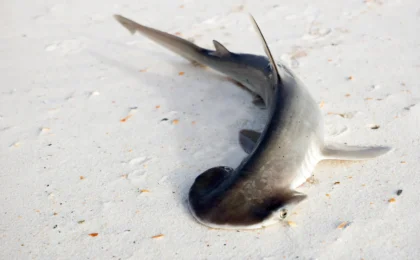 The Mystery of the Shovel: New Research Challenges Long-Held Assumptions About Bonnethead Shark Evolution