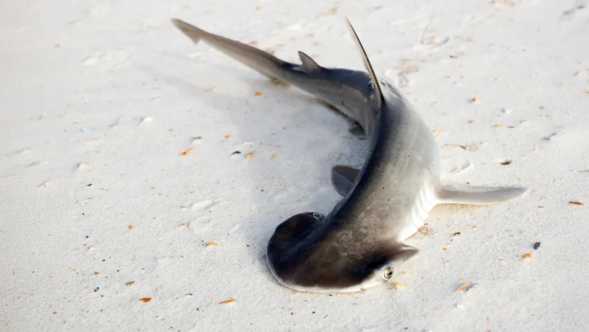 The Mystery of the Shovel: New Research Challenges Long-Held Assumptions About Bonnethead Shark Evolution