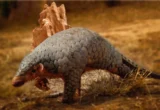 The Prehistoric Puzzle: How a 190-Year-Old Specimen Saved a Newly Identified Pangolin Species