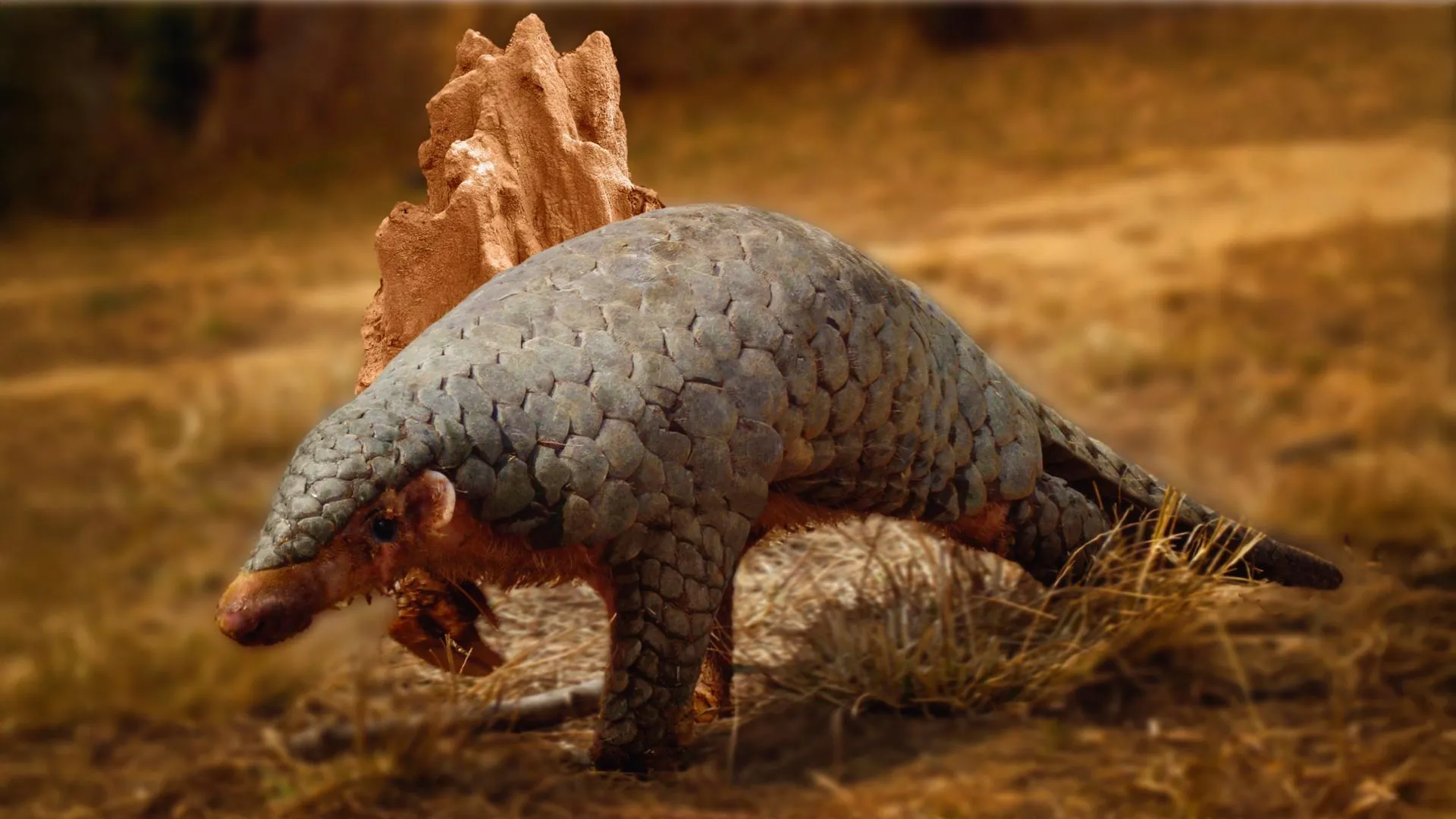 The Prehistoric Puzzle: How a 190-Year-Old Specimen Saved a Newly Identified Pangolin Species