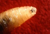 The Return of a Biological Scourge: New Strategies to Combat the New World Screwworm