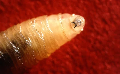 The Return of a Biological Scourge: New Strategies to Combat the New World Screwworm