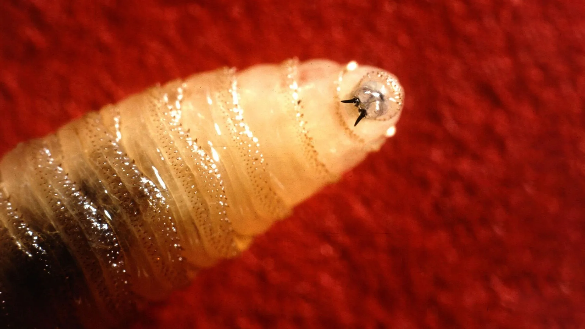 The Return of a Biological Scourge: New Strategies to Combat the New World Screwworm