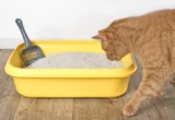 The Scent of Identity: How Cats Use Unique Chemical "Calling Cards" to Communicate