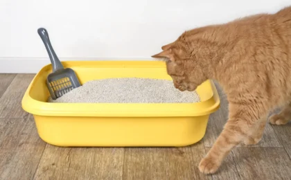 The Scent of Identity: How Cats Use Unique Chemical "Calling Cards" to Communicate