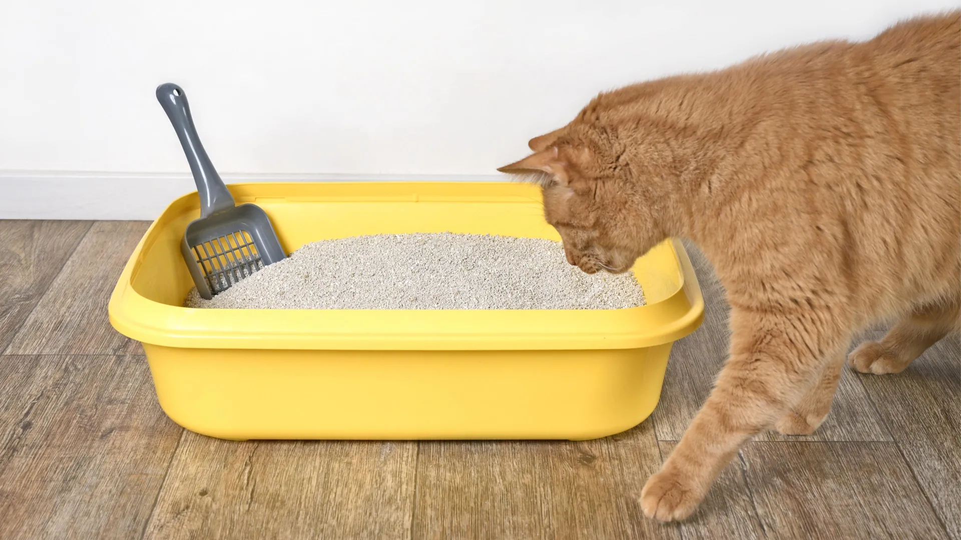 The Scent of Identity: How Cats Use Unique Chemical "Calling Cards" to Communicate
