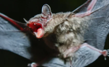 The Secret of Eternal Flight: How Bat DNA Could Rewrite the Future of Human Longevity