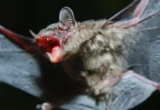 The Secrets of Immortality: How Bat DNA Could Unlock the Future of Human Health