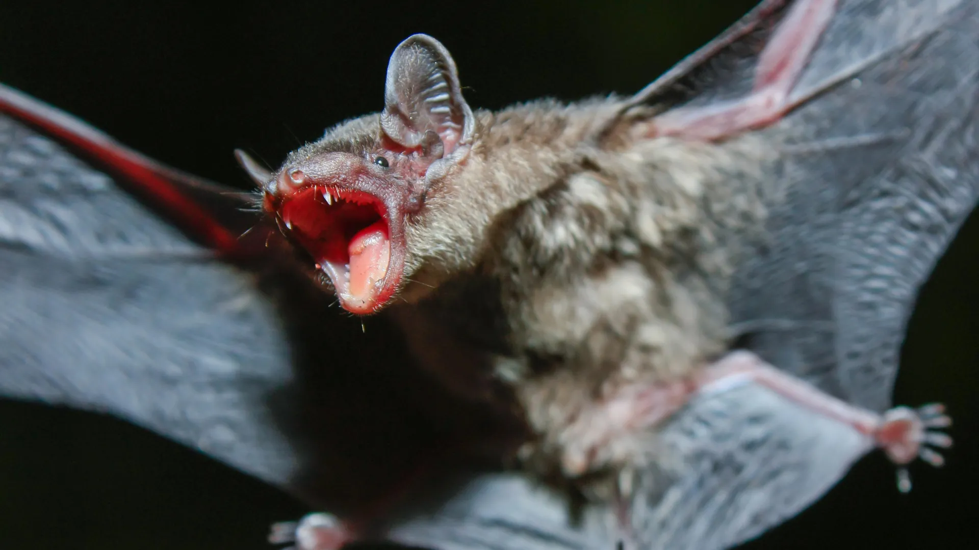 The Secrets of Immortality: How Bat DNA Could Unlock the Future of Human Health