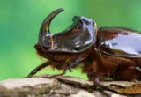 The Silent Crisis: A Global Call to Rethink Tropical Insect Conservation
