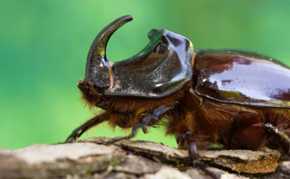 The Silent Crisis: A Global Call to Rethink Tropical Insect Conservation