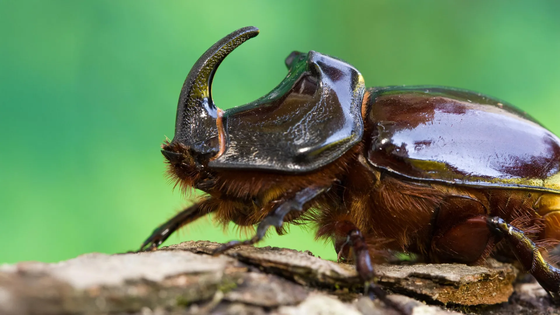 The Silent Crisis: A Global Call to Rethink Tropical Insect Conservation