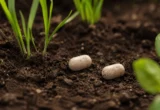 The Silent Revolution Beneath Our Feet: How Muju Earth’s ‘Aeropod’ is Disrupting Industrial Agriculture