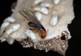 The Silent Saboteurs: New Biological Breakthroughs in the War Against Drywood Termites