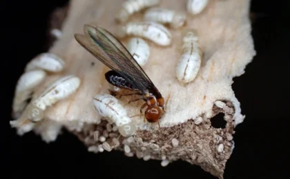 The Silent Saboteurs: New Biological Breakthroughs in the War Against Drywood Termites