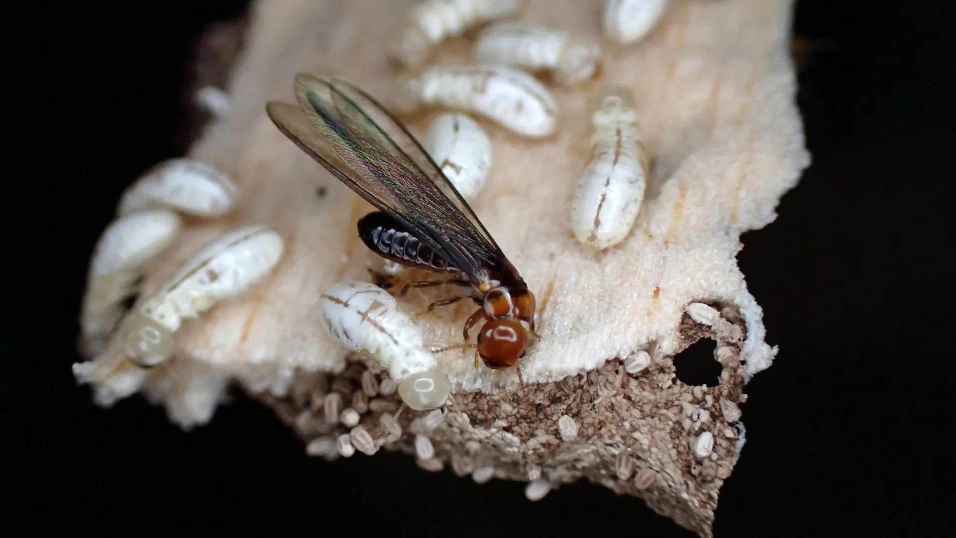 The Silent Saboteurs: New Biological Breakthroughs in the War Against Drywood Termites