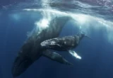 The Silent Vigil: New Insights Into Grief and Maternal Attachment in Humpback Whales
