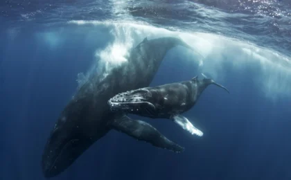 The Silent Vigil: New Insights Into Grief and Maternal Attachment in Humpback Whales