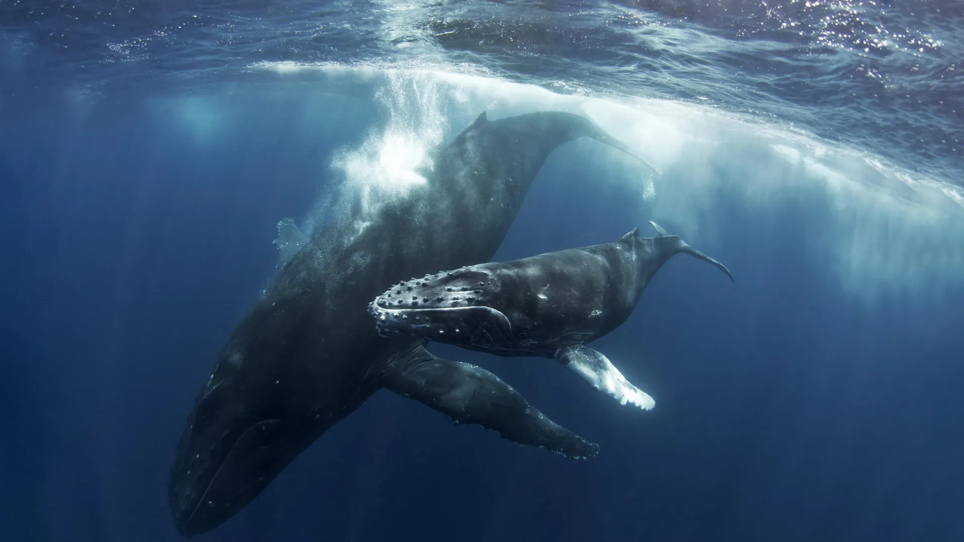 The Silent Vigil: New Insights Into Grief and Maternal Attachment in Humpback Whales