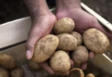 The Underground Secret: Why Your Garden Soil Is the Ultimate Potato Storage Solution