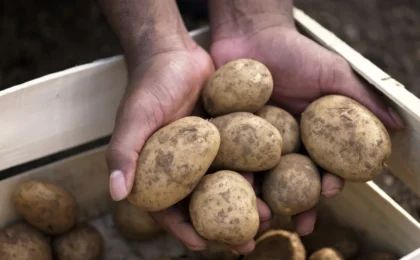The Underground Secret: Why Your Garden Soil Is the Ultimate Potato Storage Solution