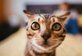 Unlocking the Genetic Code: A New Era in Feline Cancer Research