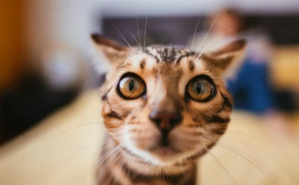 Unlocking the Genetic Code: A New Era in Feline Cancer Research