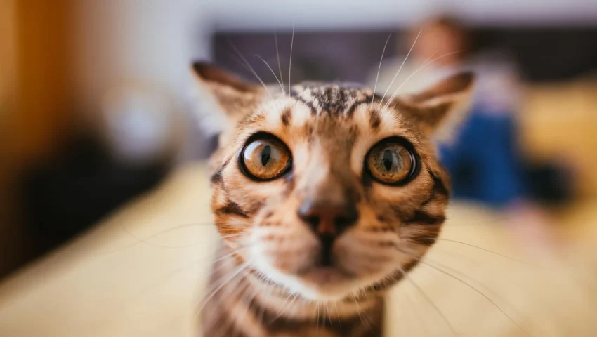 Unlocking the Genetic Code: A New Era in Feline Cancer Research