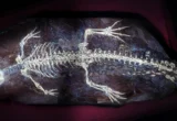 Unlocking the Secrets of the Deep Past: UV Light Reveals 125-Million-Year-Old Crocodile Secrets