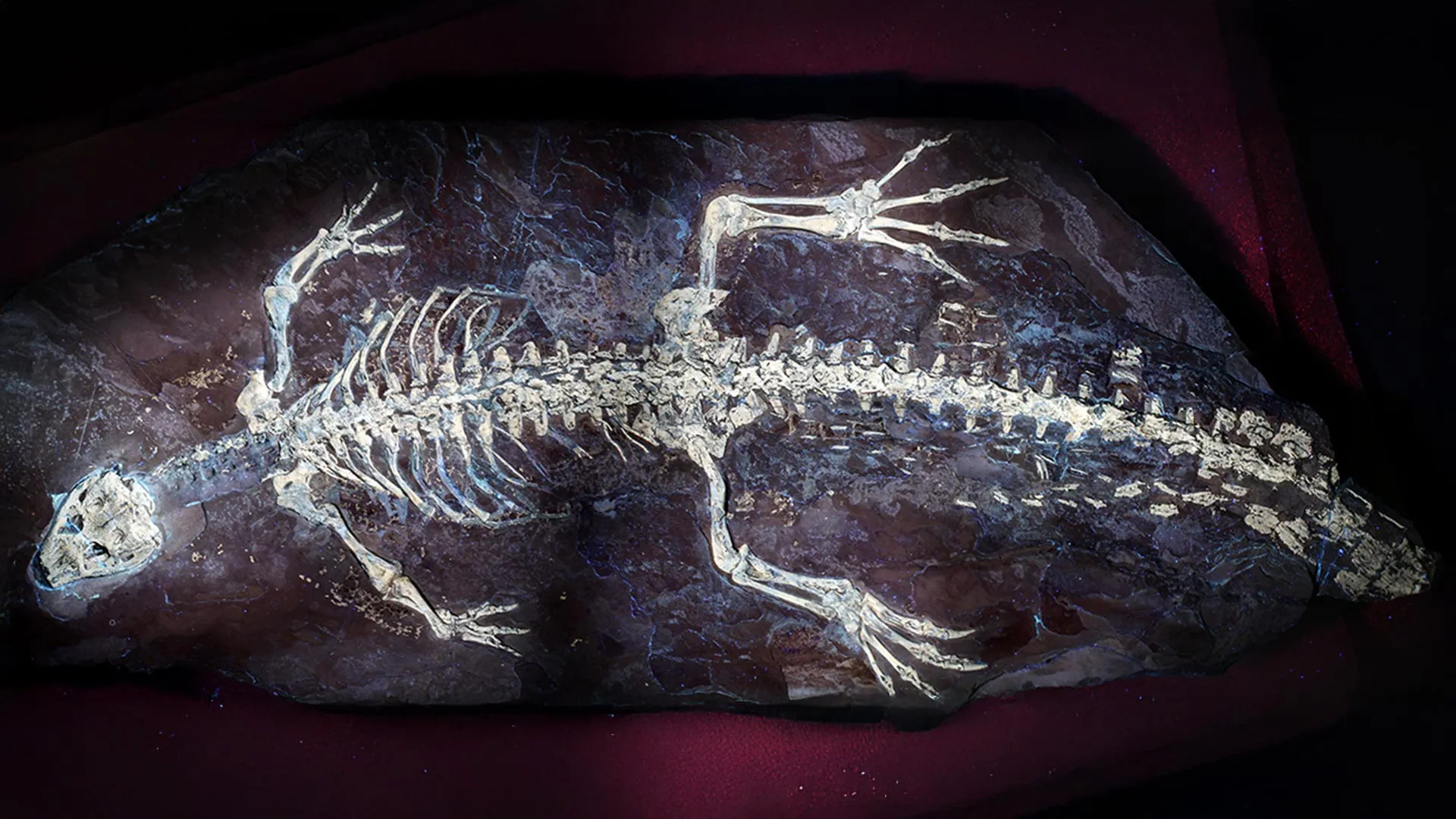 Unlocking the Secrets of the Deep Past: UV Light Reveals 125-Million-Year-Old Crocodile Secrets