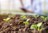 Unlocking the Soil Secretome: A Breakthrough in Measuring Biologically Active Phosphorus