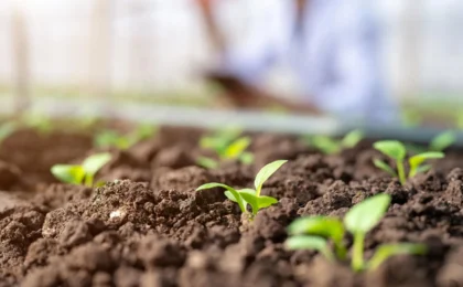 Unlocking the Soil Secretome: A Breakthrough in Measuring Biologically Active Phosphorus