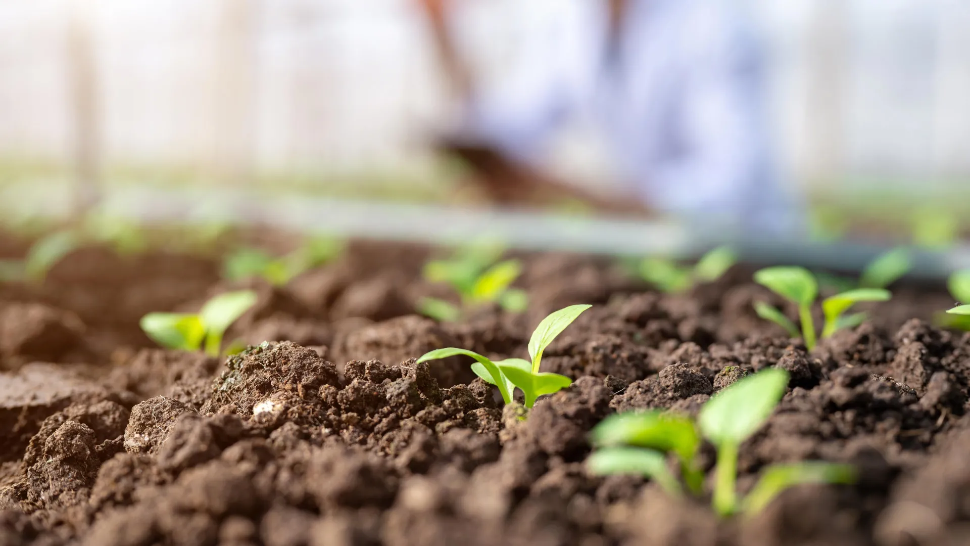 Unlocking the Soil Secretome: A Breakthrough in Measuring Biologically Active Phosphorus