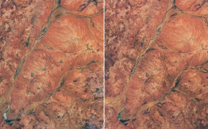 A Botanical Renaissance: Western Australia’s Outback Transformed by Rare Superbloom