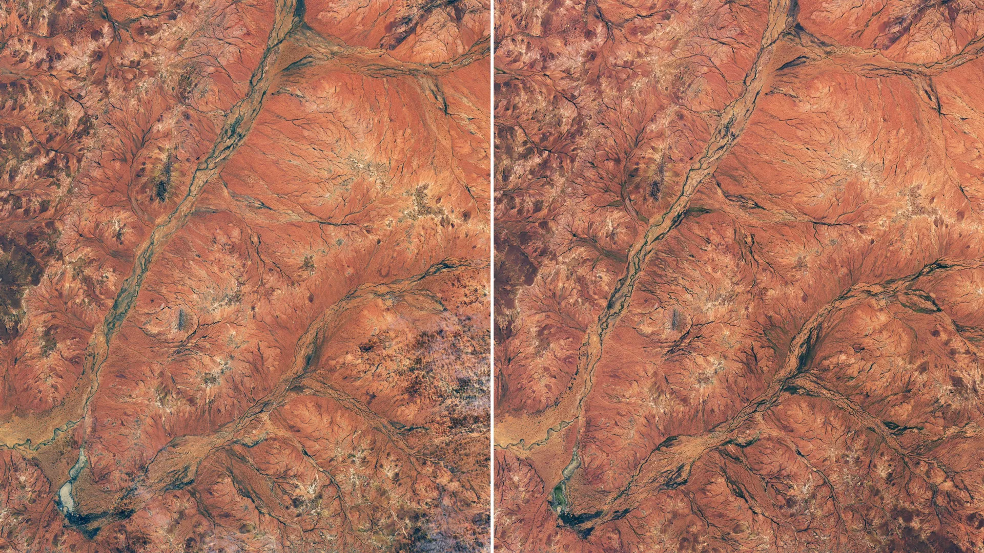 A Botanical Renaissance: Western Australia’s Outback Transformed by Rare Superbloom