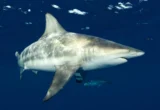 Beyond Sight: How Sharks Navigate the Ocean’s Acoustic Landscape