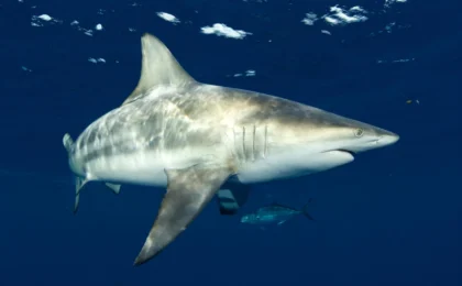 Beyond Sight: How Sharks Navigate the Ocean’s Acoustic Landscape