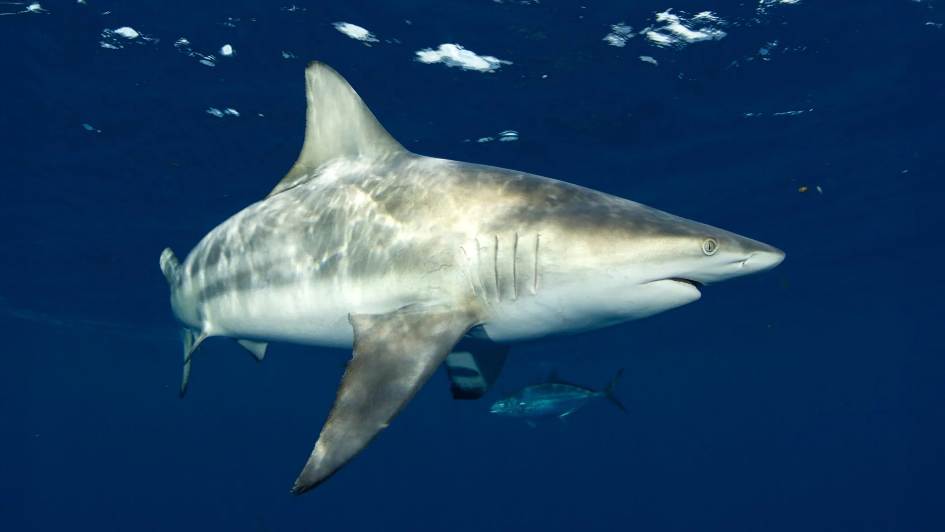 Beyond Sight: How Sharks Navigate the Ocean’s Acoustic Landscape