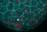 Beyond the Barrier: How Epithelial "Glue" Doubles as a Cellular Cleanup Crew