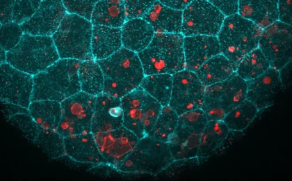 Beyond the Barrier: How Epithelial "Glue" Doubles as a Cellular Cleanup Crew