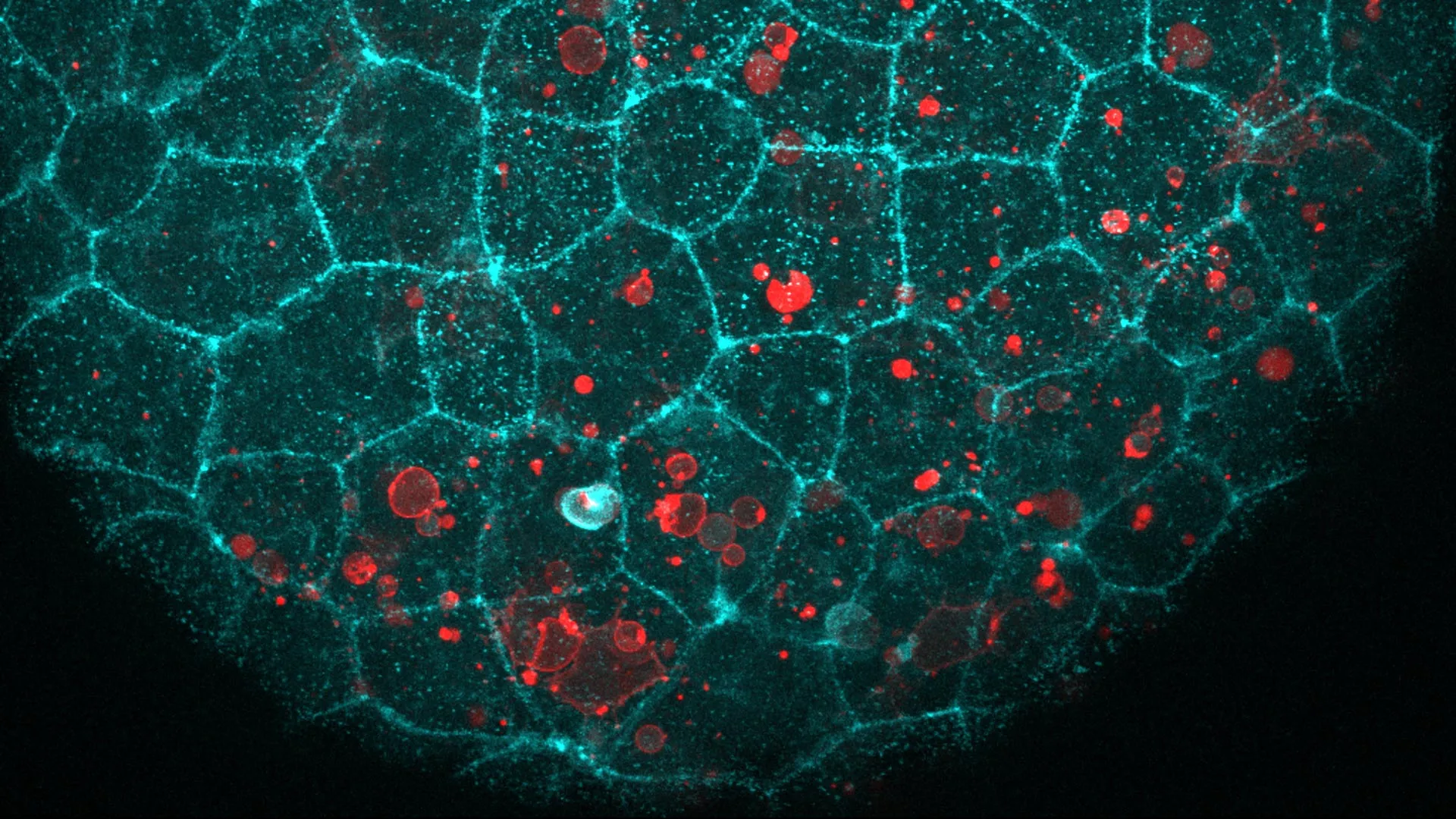 Beyond the Barrier: How Epithelial "Glue" Doubles as a Cellular Cleanup Crew