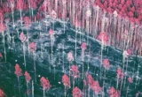 Beyond the Binary: The Forgotten Experiment Redefining Forest Management